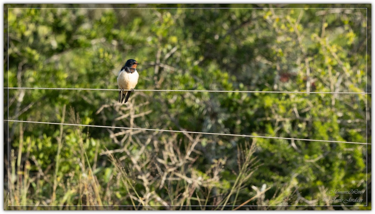 Barn Swallow - ML633593890