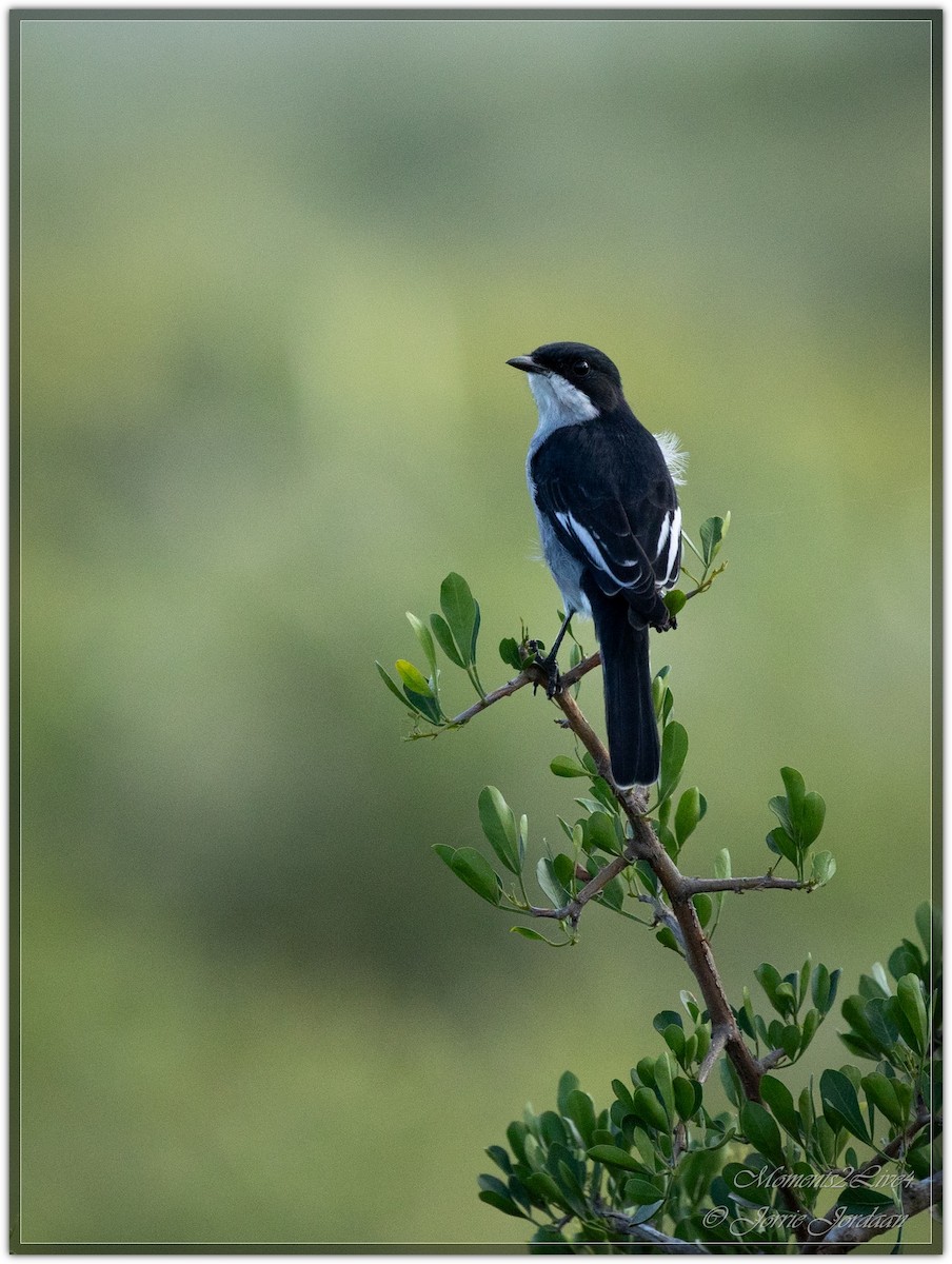 Fiscal Flycatcher - ML633593903
