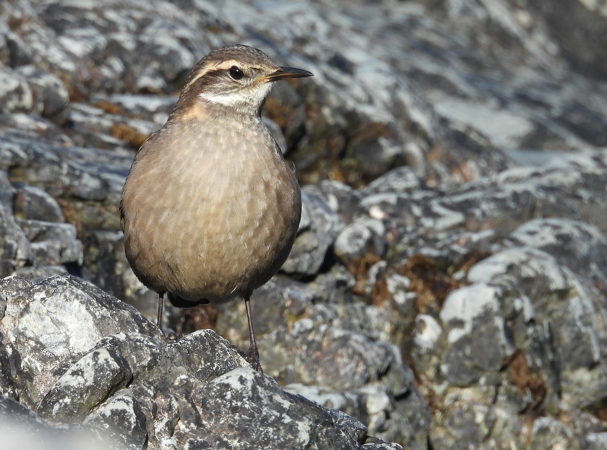 Buff-winged Cinclodes - ML633593904