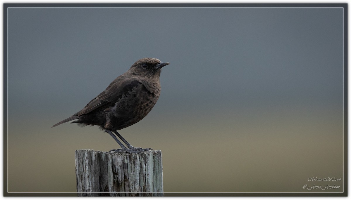 Southern Anteater-Chat - ML633593917
