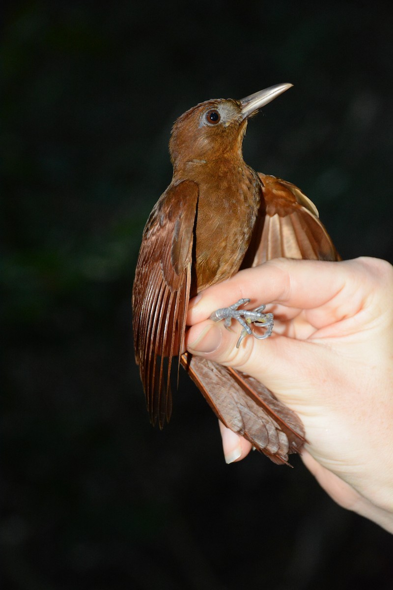 Ruddy Woodcreeper - ML633593927