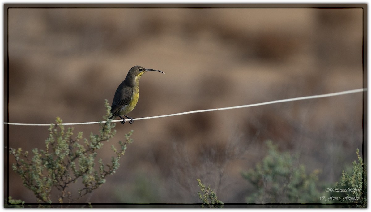 Malachite Sunbird - ML633593928