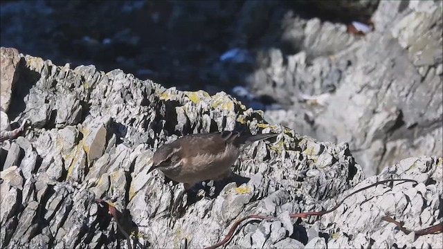 Buff-winged Cinclodes - ML633593938