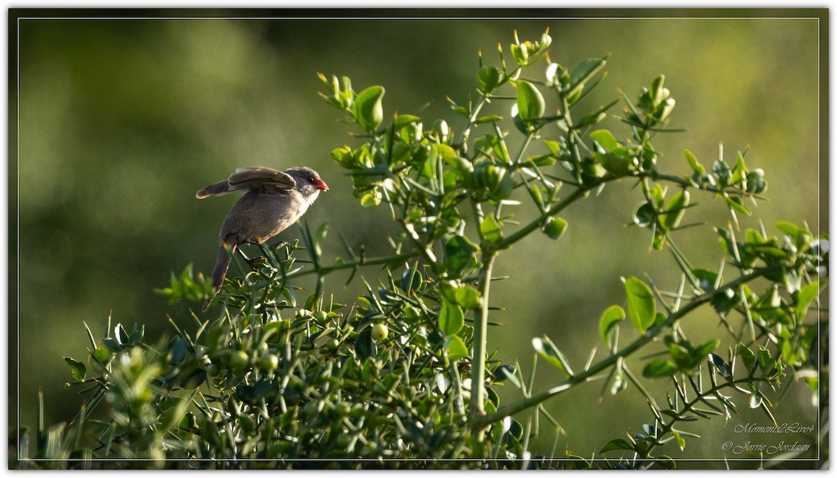 Common Waxbill - ML633593942