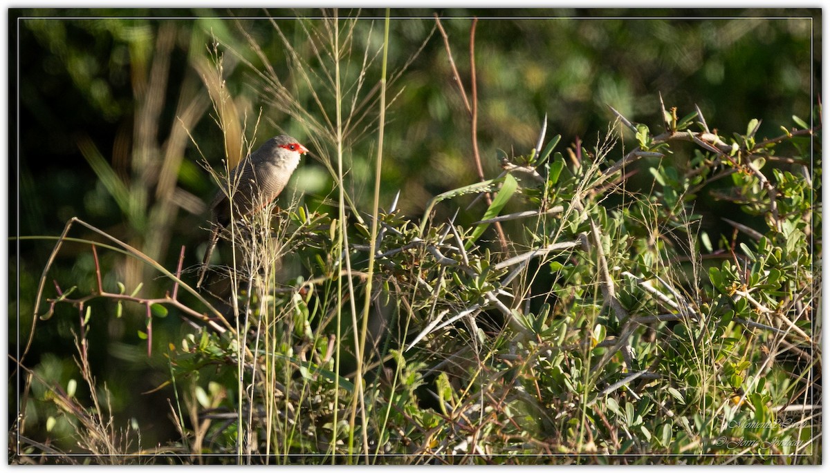 Common Waxbill - ML633593943