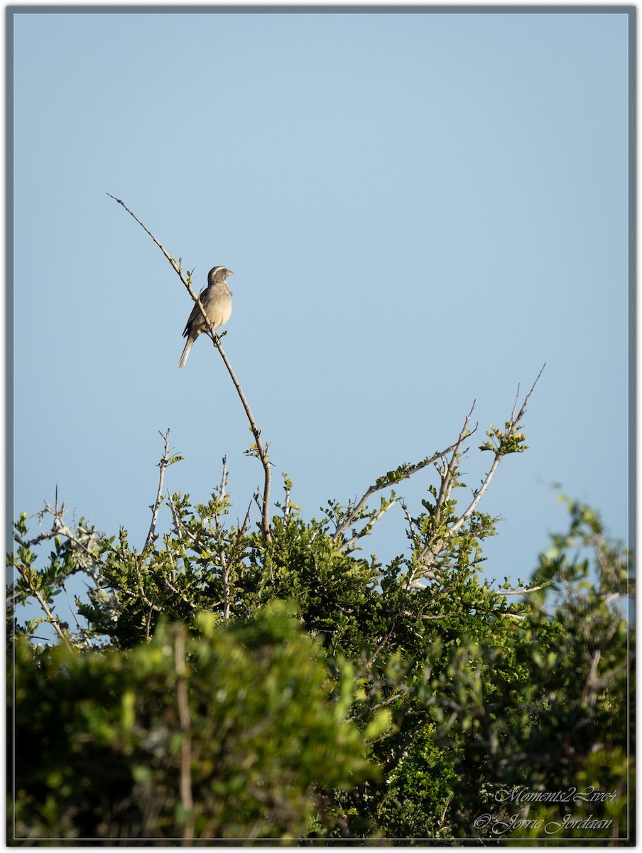 Streaky-headed Seedeater - ML633593956