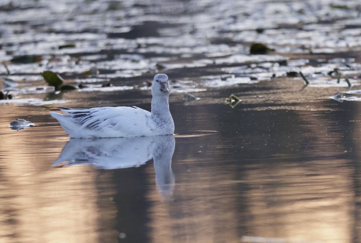 husa sněžní - ML633593976