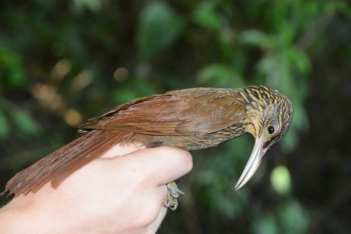 Ivory-billed Woodcreeper - ML633593986