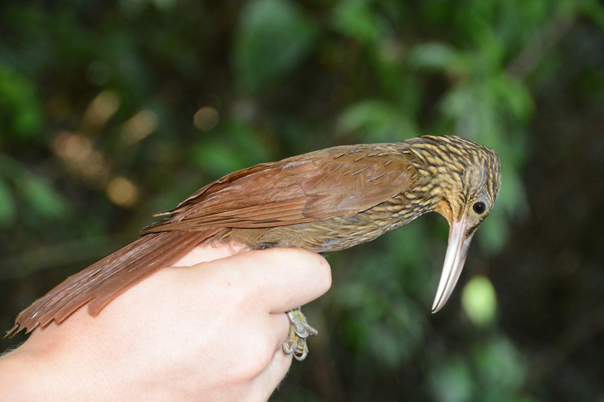 Ivory-billed Woodcreeper - ML633593987