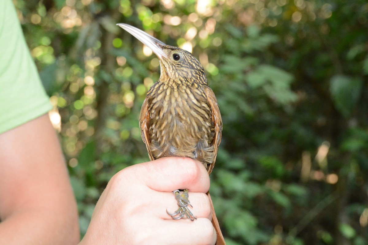 Ivory-billed Woodcreeper - ML633593988