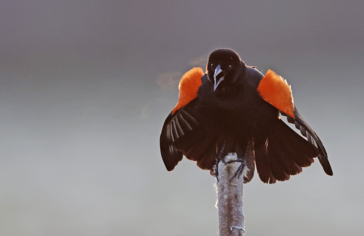 vlhovec červenokřídlý - ML633593991