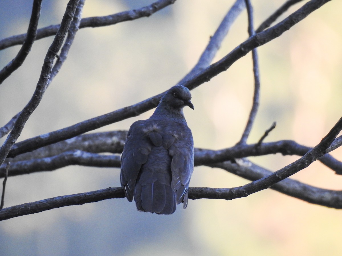 Slaty Cuckoo-Dove - ML63359401