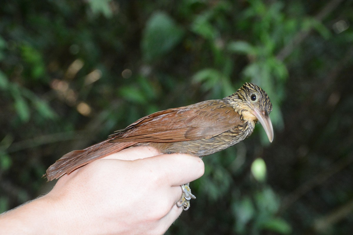 Ivory-billed Woodcreeper - ML633594021