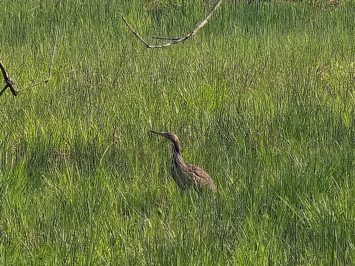 American Bittern - ML633594158