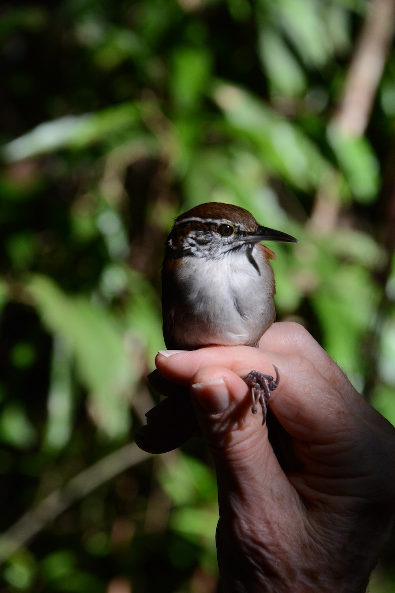 Rufous-and-white Wren - ML633594341