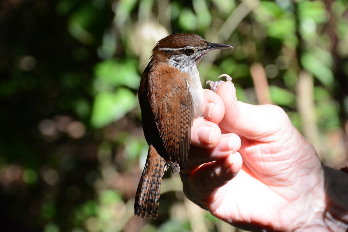 Rufous-and-white Wren - ML633594342