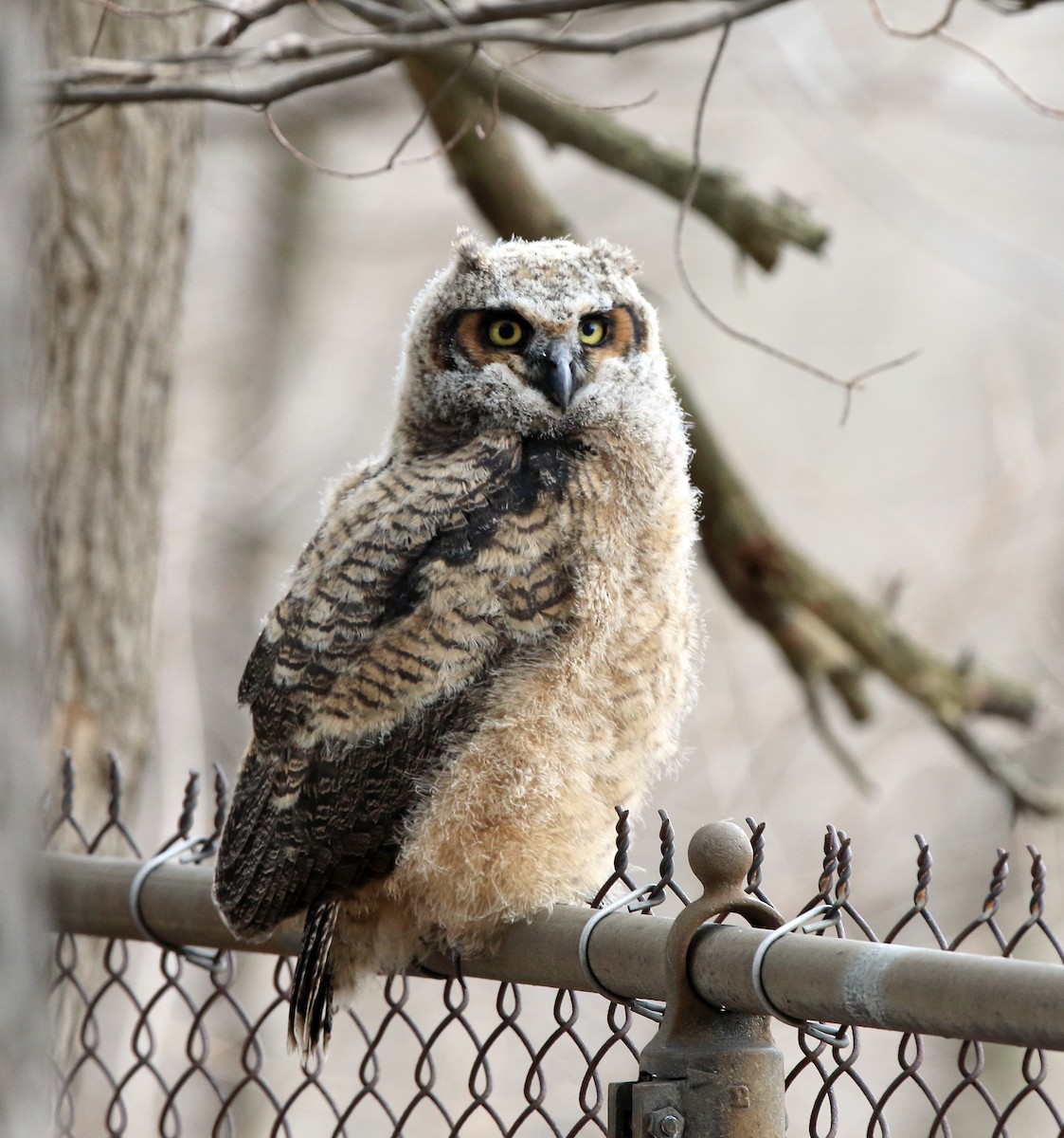 Great Horned Owl - ML633594398