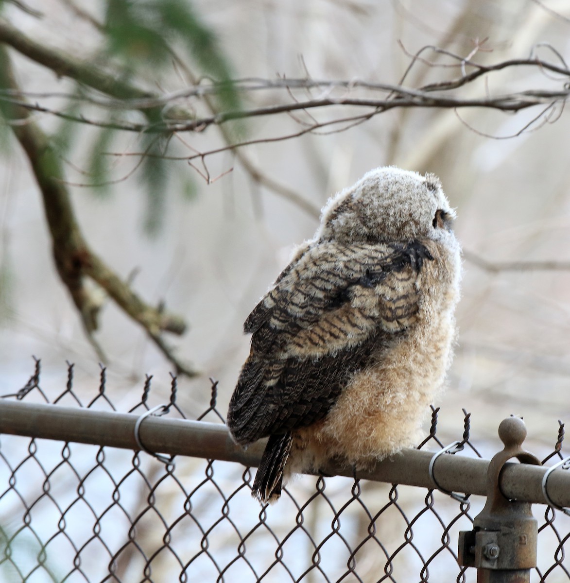 Great Horned Owl - ML633594400