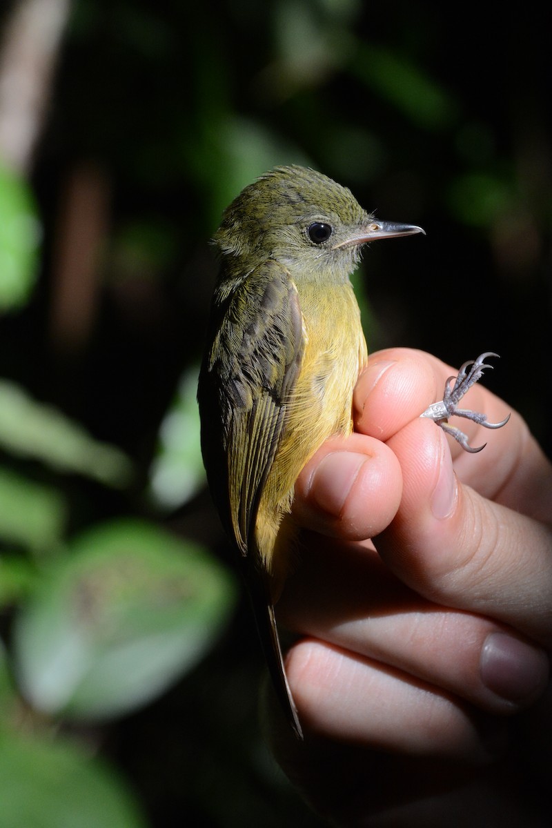 Ochre-bellied Flycatcher - ML633594430