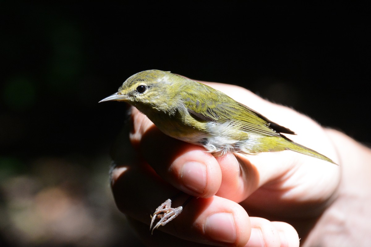 Tennessee Warbler - ML633594440