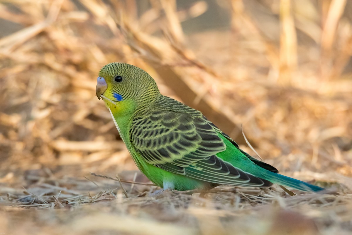 虎皮鸚鵡 - ML633594442