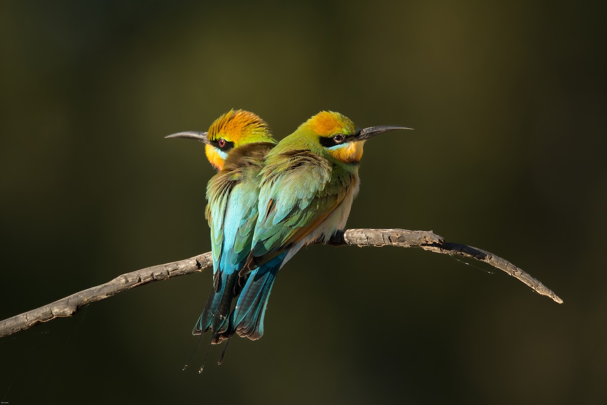 彩虹蜂虎 - ML633594473