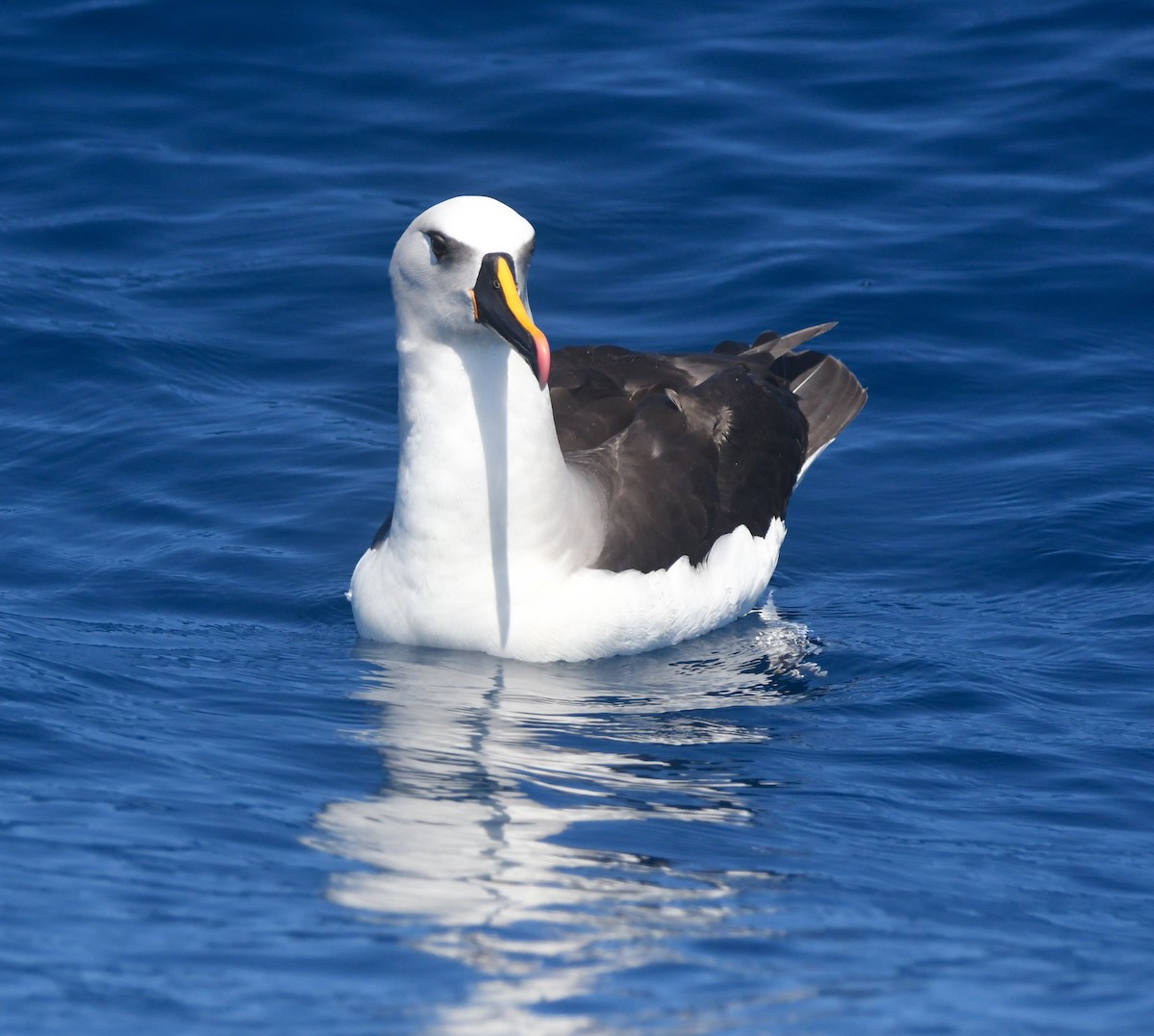 albatros pestrozobý - ML633594498