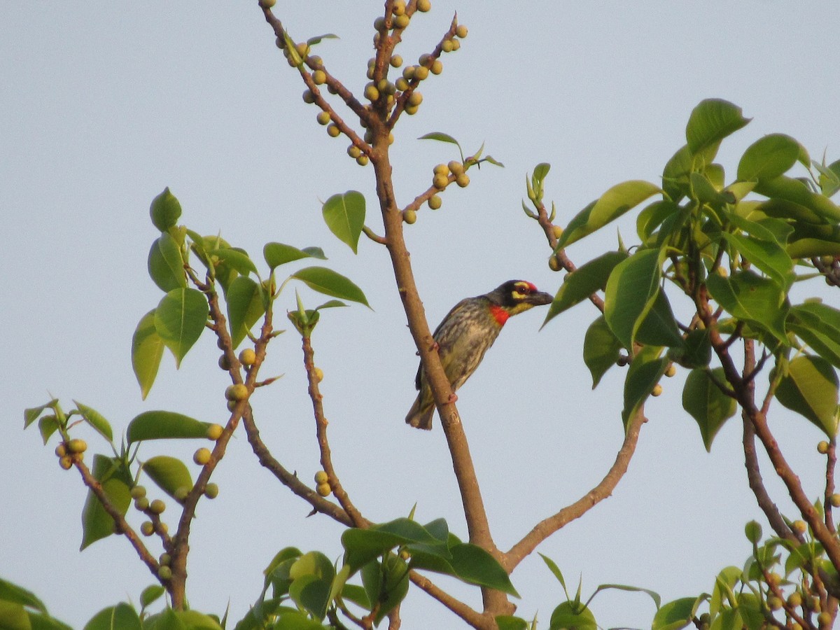 barbet zvučnohlasý - ML633594530