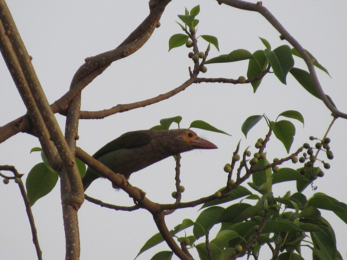 barbet hnědohlavý - ML633594537