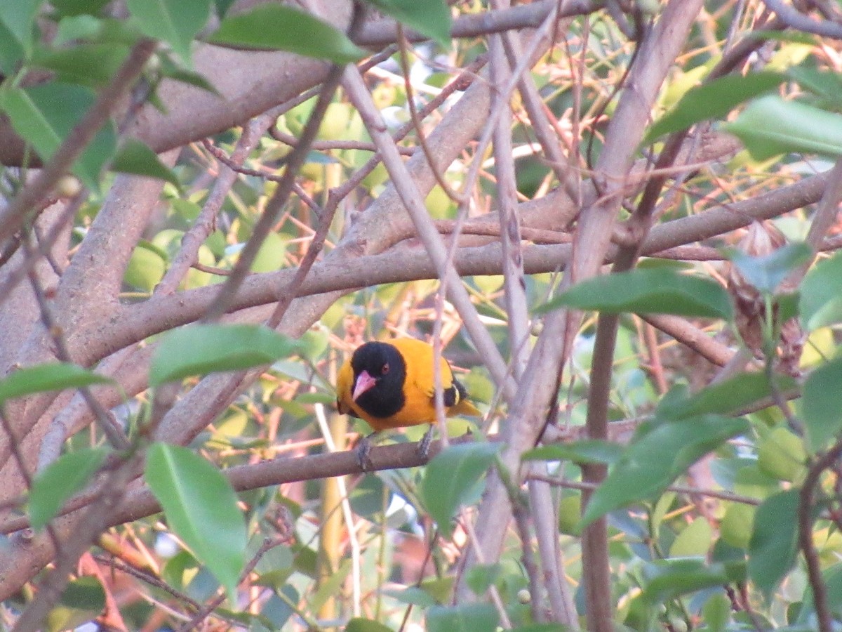 žluva černokápá - ML633594546