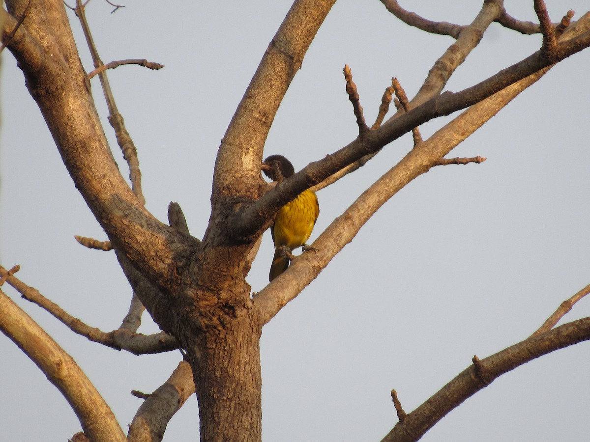 žluva černokápá - ML633594566