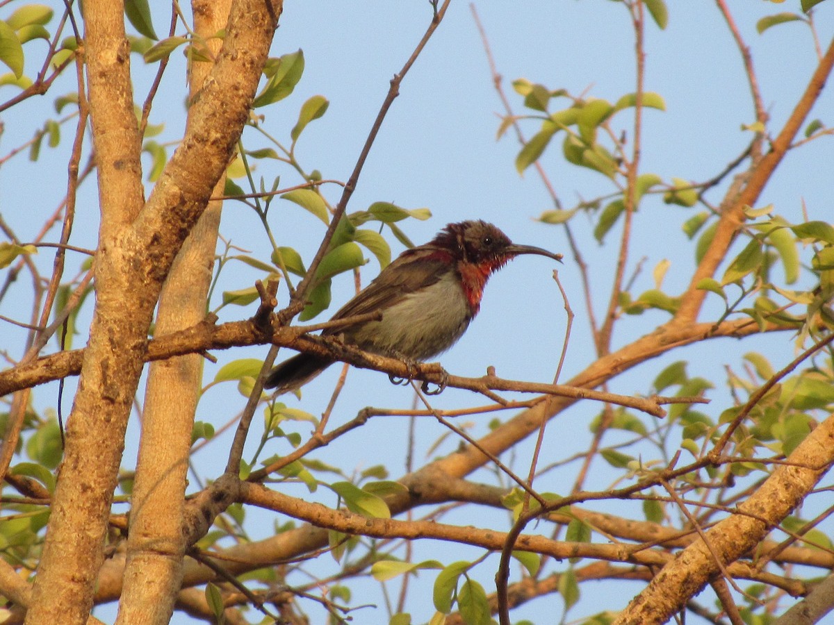 strdimil západoindický - ML633594593