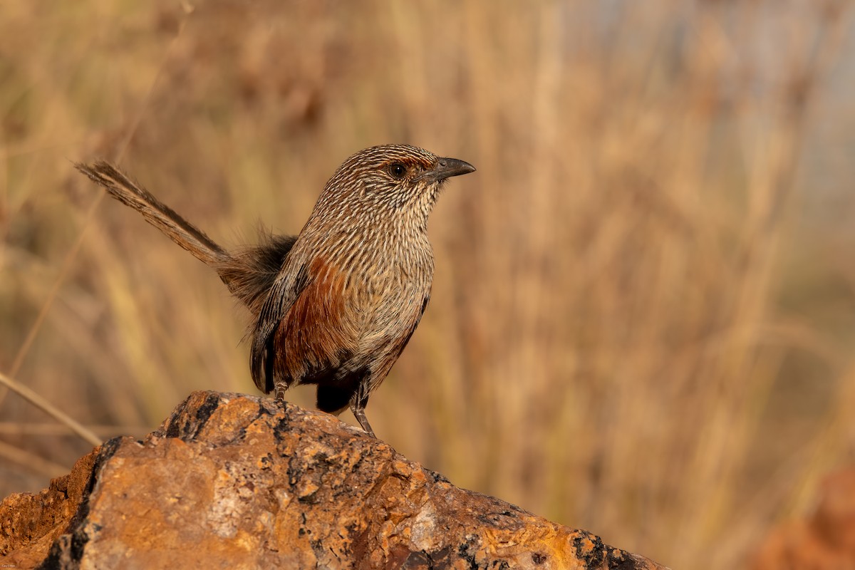 Kalkadoon Grasswren - ML633594596