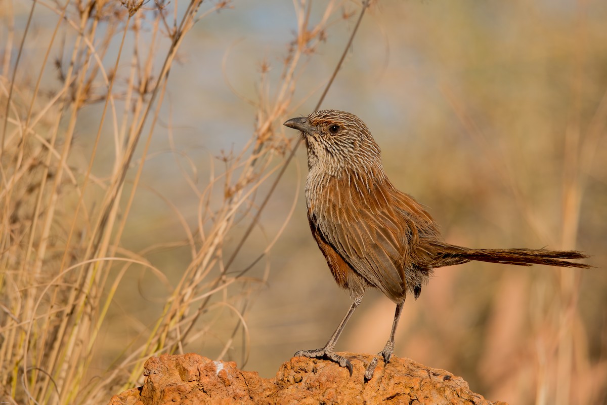 Kalkadoon Grasswren - ML633594619