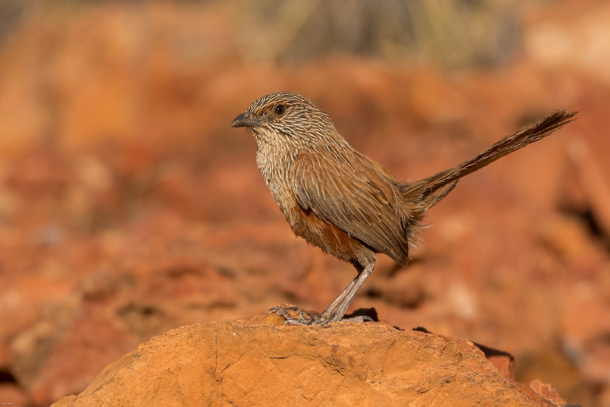 Kalkadoon Grasswren - ML633594630