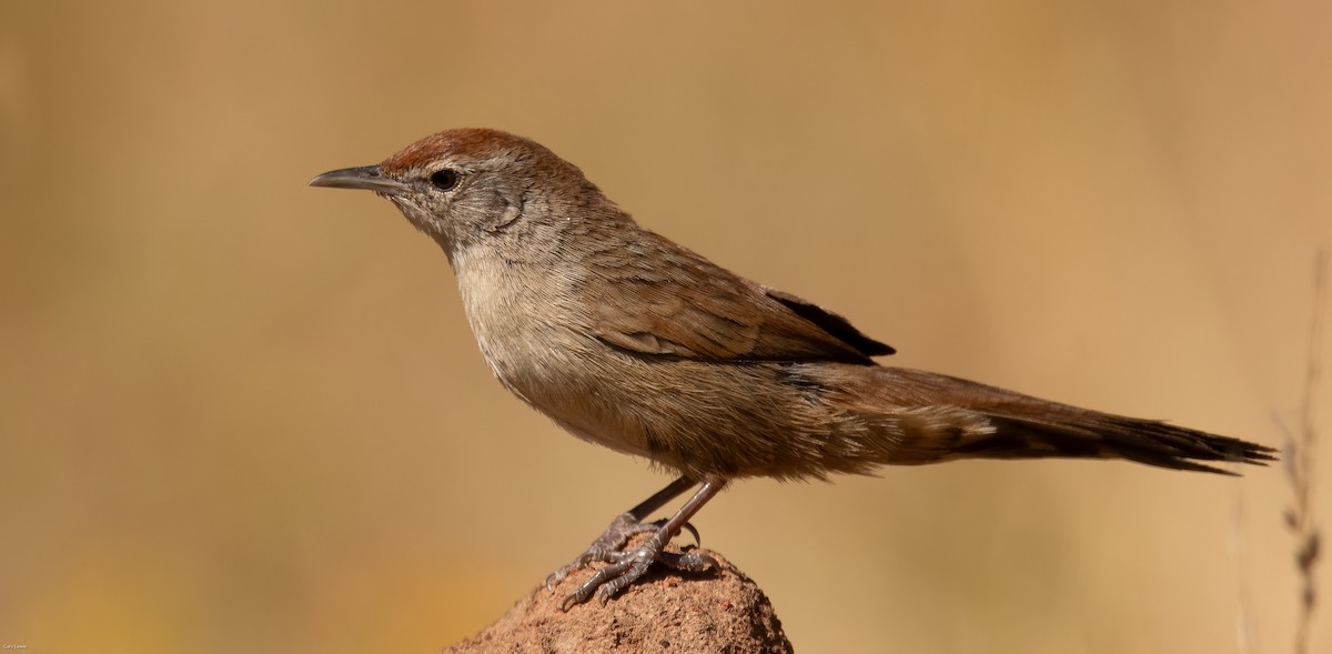 Spinifexbird - ML633594702