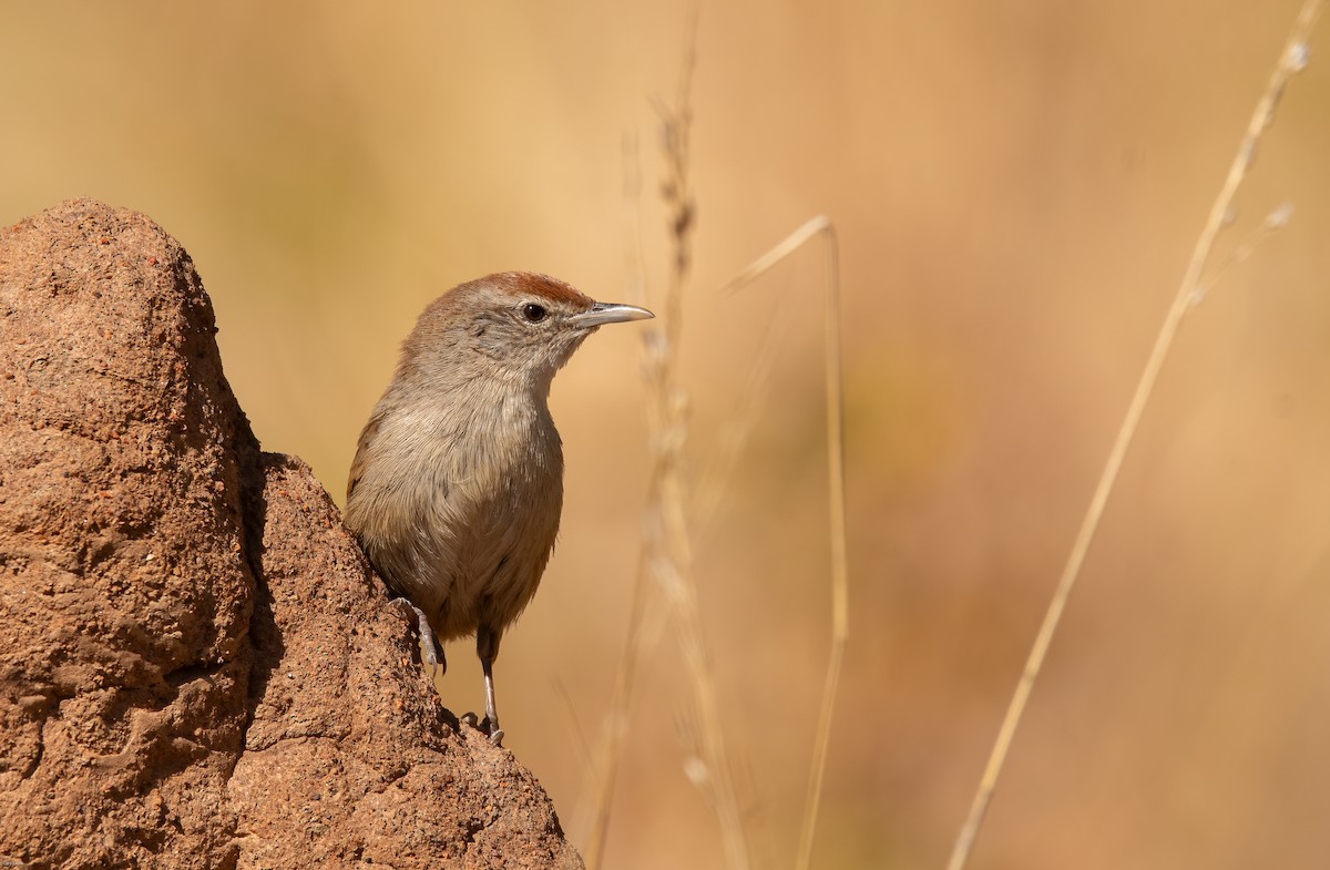 Spinifexbird - ML633594711