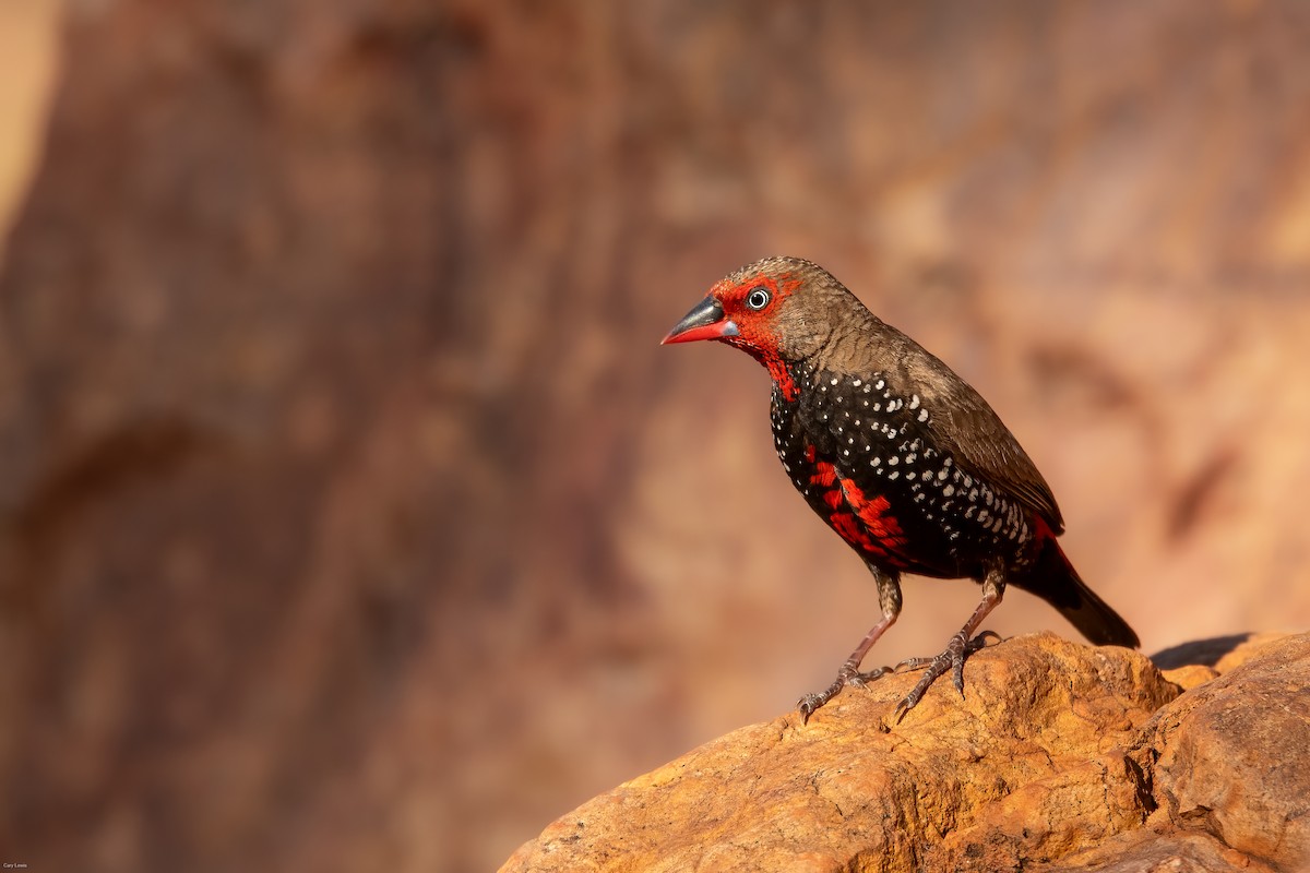 Painted Firetail - ML633594759