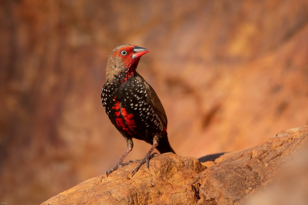 Painted Firetail - ML633594772