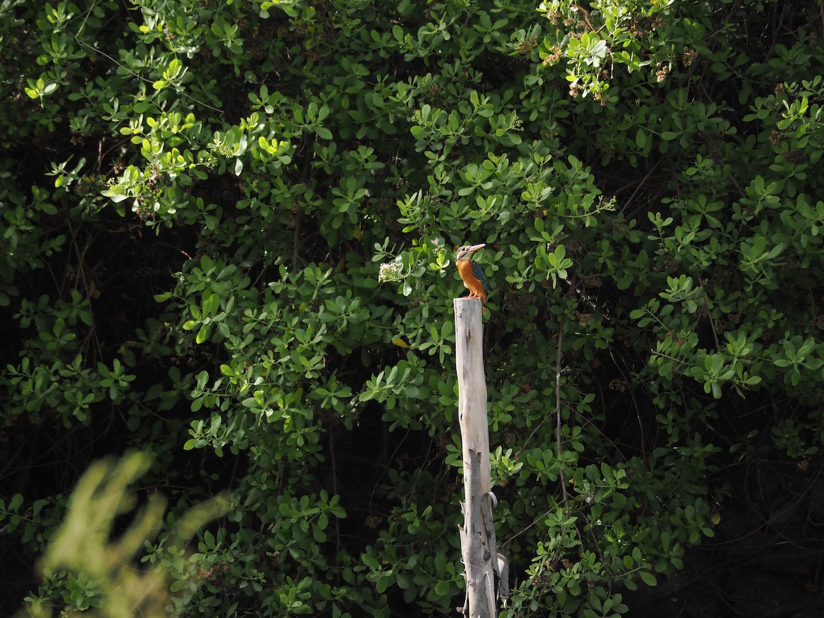 Common Kingfisher - ML633594814