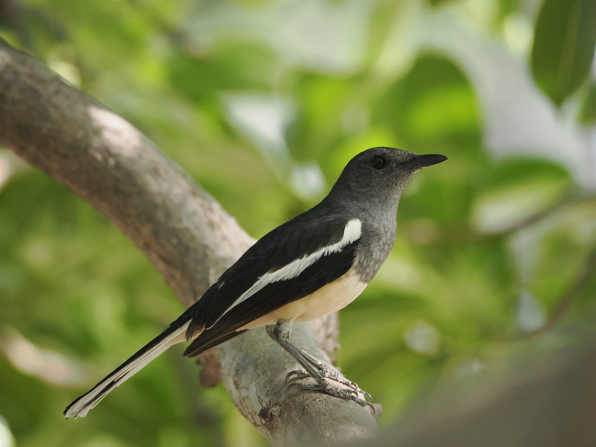 Oriental Magpie-Robin - ML633594828