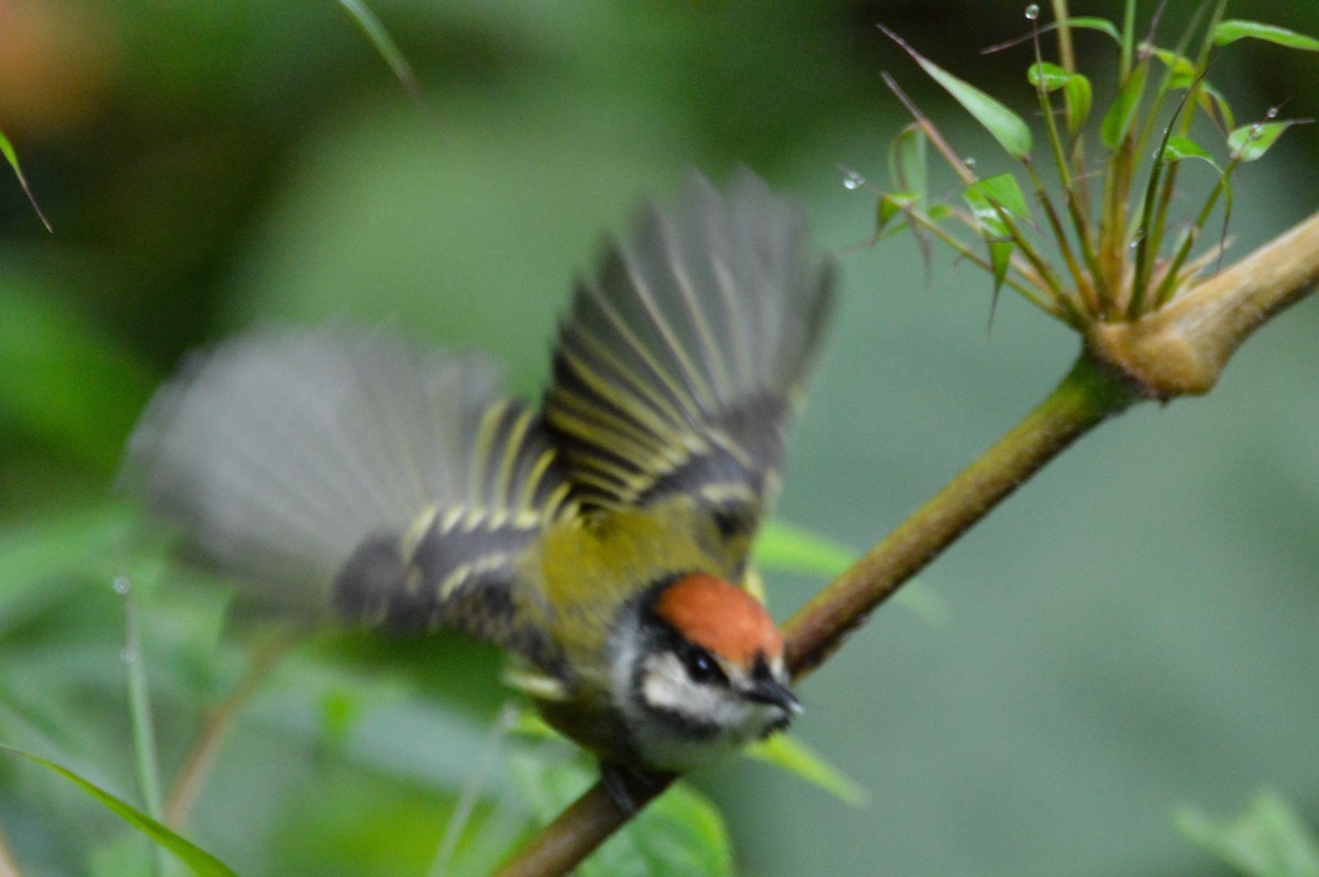 Rufous-crowned Tody-Flycatcher - ML633594829