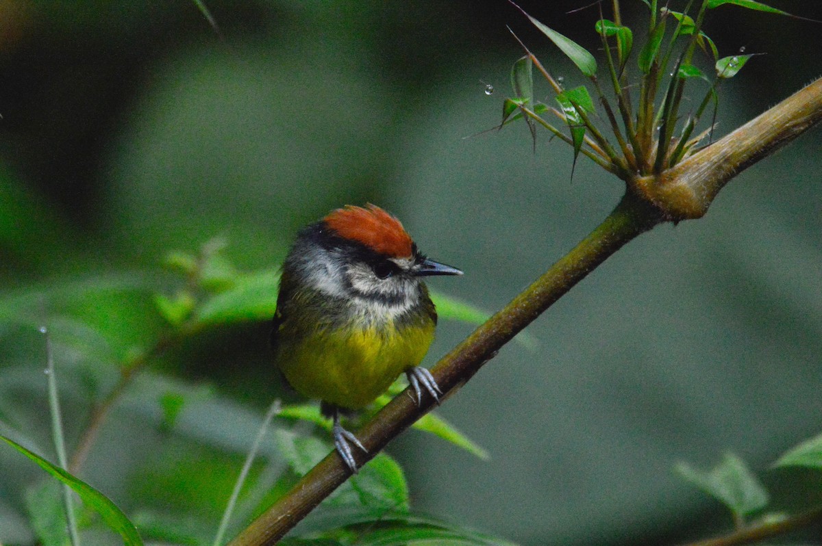 Rufous-crowned Tody-Flycatcher - ML633594830