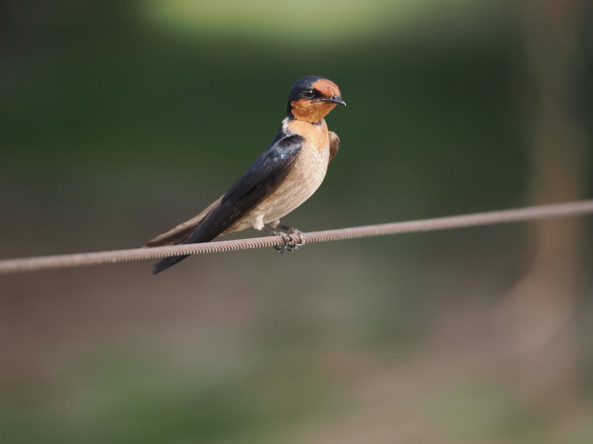 Pacific Swallow - ML633594835