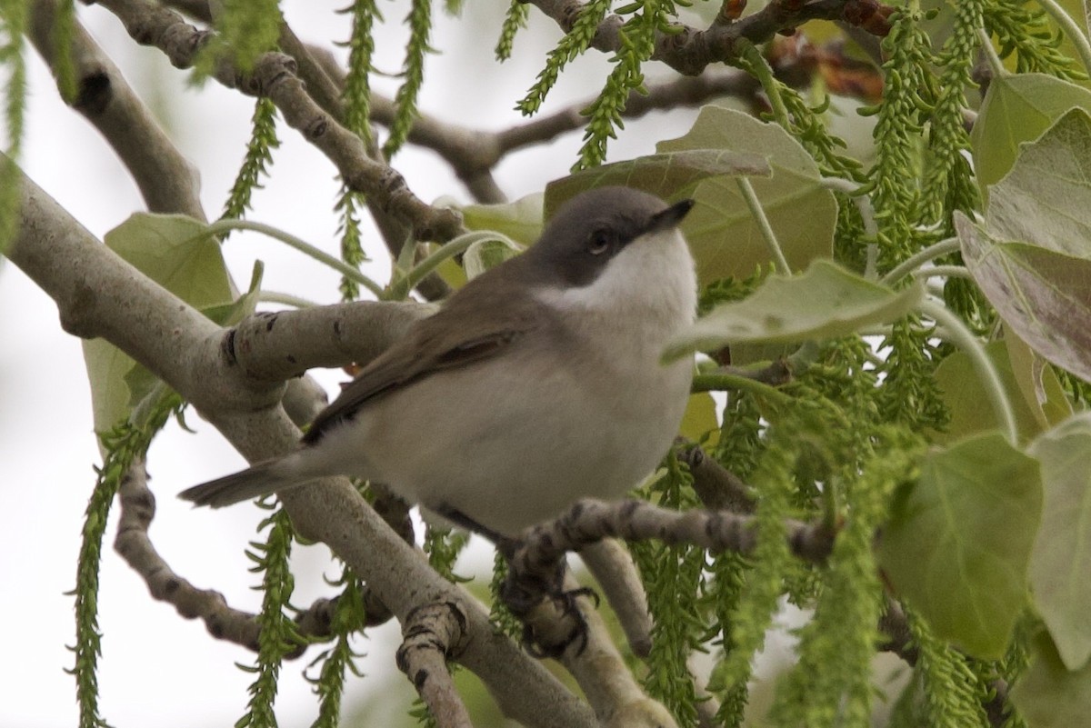 Lesser Whitethroat - ML633594851