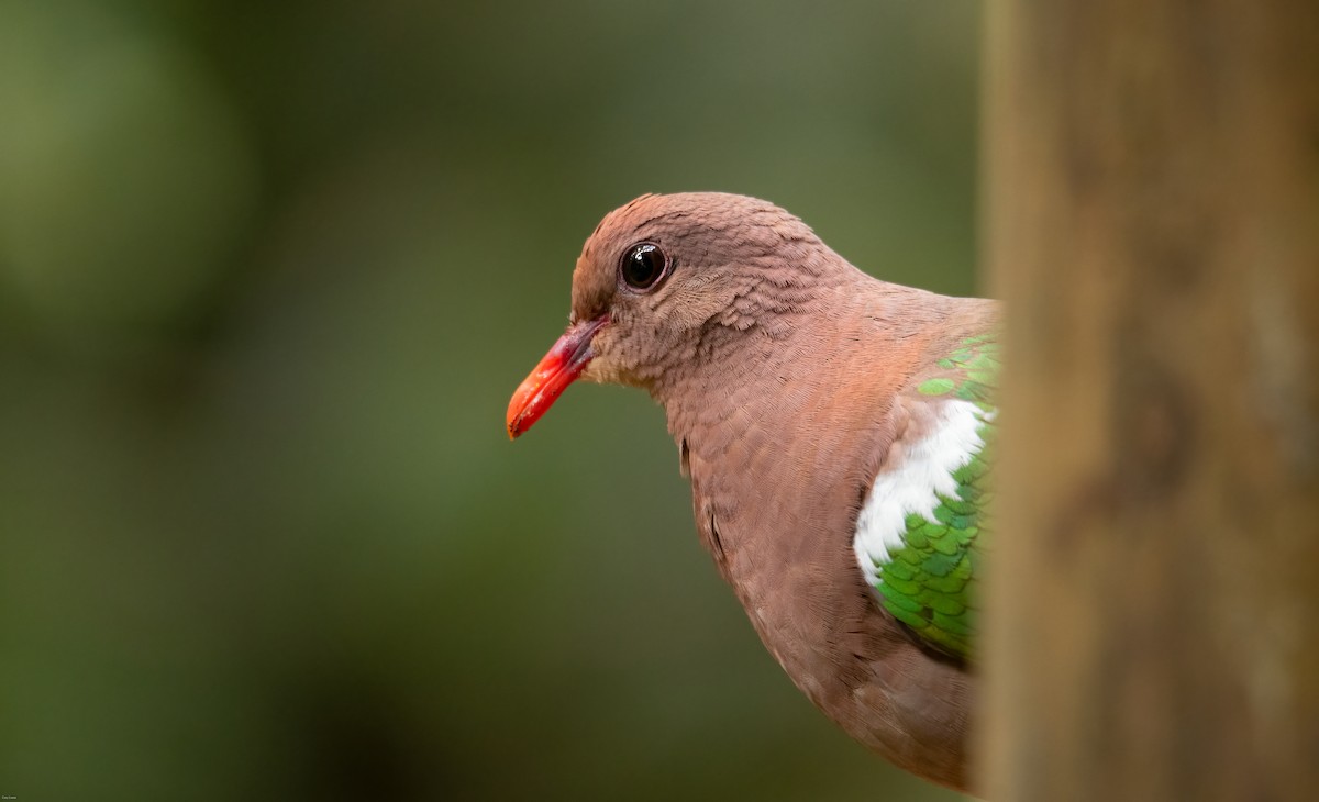 Pacific Emerald Dove - ML633594900