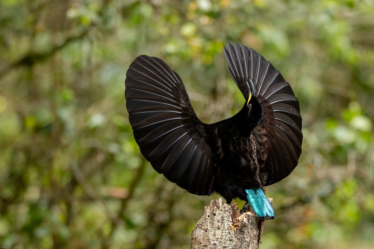 Victoria's Riflebird - ML633594943