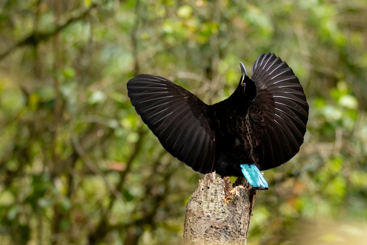 Victoria's Riflebird - ML633594957