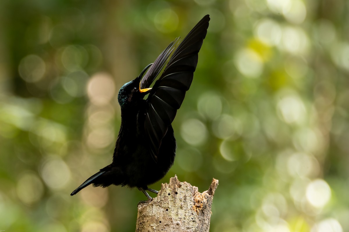 Victoria's Riflebird - ML633594967
