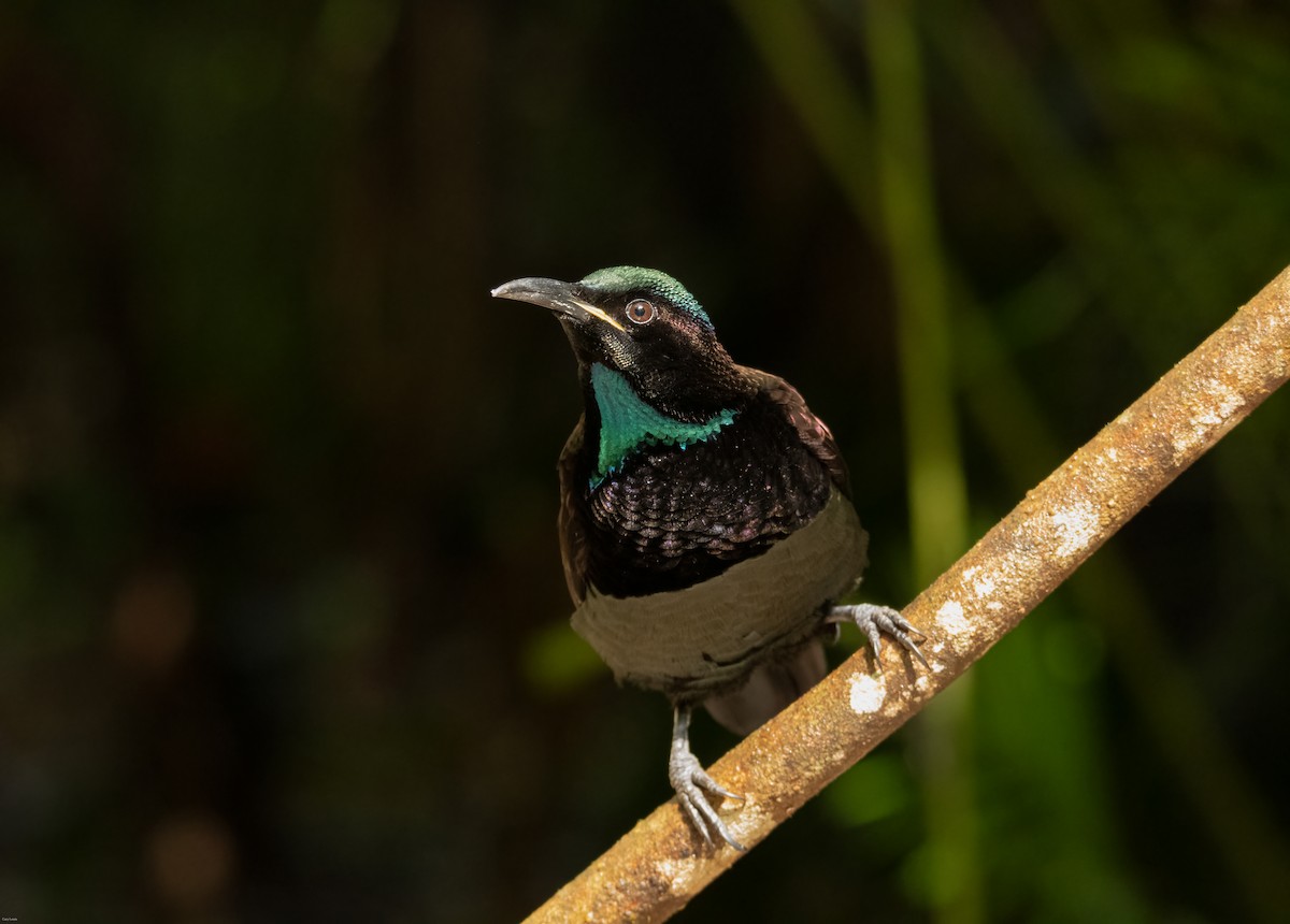 Victoria's Riflebird - ML633594970
